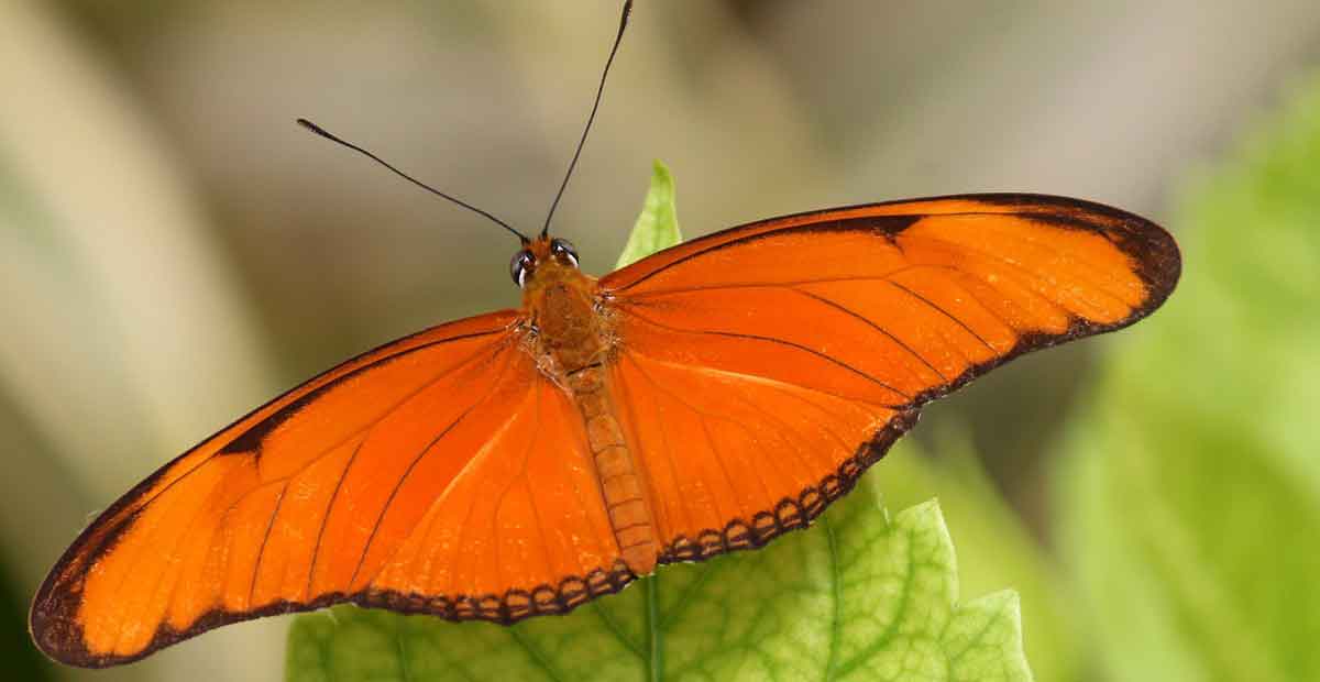 Orange butterfly meaning
